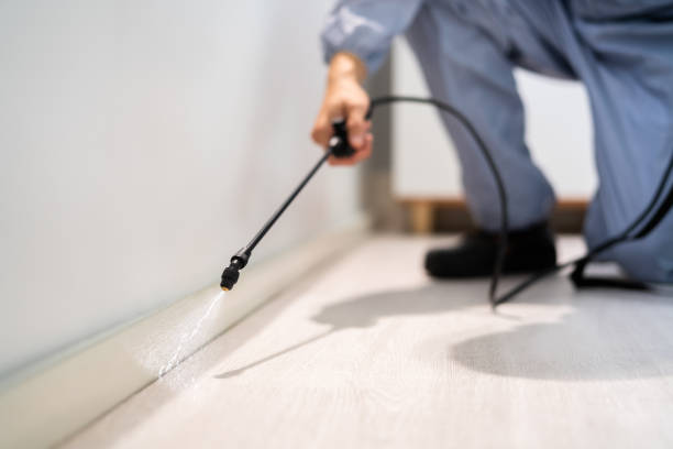 Licensed Ant Control service in Richland, GA - Show Me Pest Control
